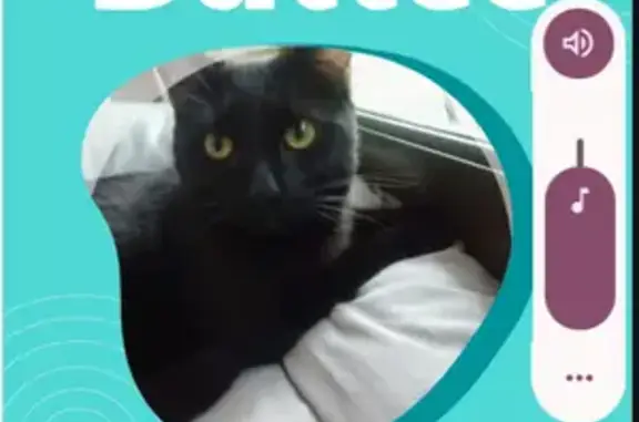 Lost pets Adelaide, photo: Lost cat, Adelaide — very timid, small, 18 months, desexed and microchipped