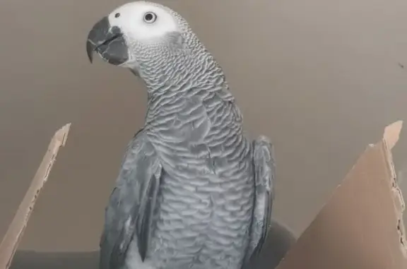 Animaux perdus Lyon, photo: Perdue oiseau mâle, Lyon - gris, queue rouge, bagué