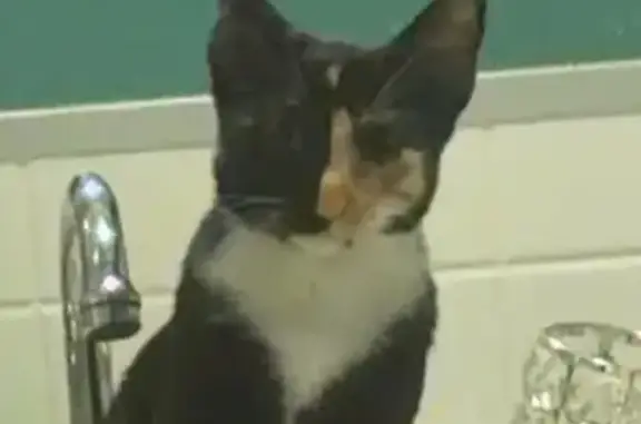 Missing cat Ripley, photo: Lost cat, Berrigan Street, 48, Ripley - female, half orange and half black face, small frame