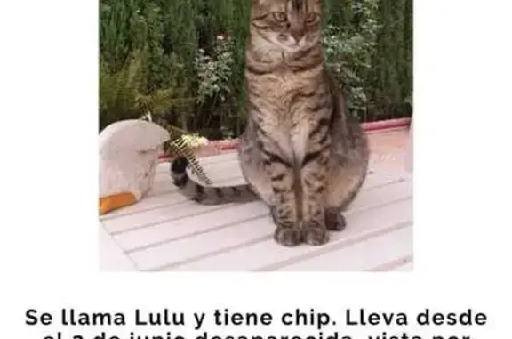 Gatos perdidos, Mairena del Aljarafe, foto: Perdido gato hembra, Espartinas, Andalucía, Mairena del Aljarafe - se llama Lulú, no es arisca