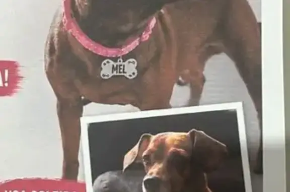 Perdido cachorro fêmea, Rodovi...