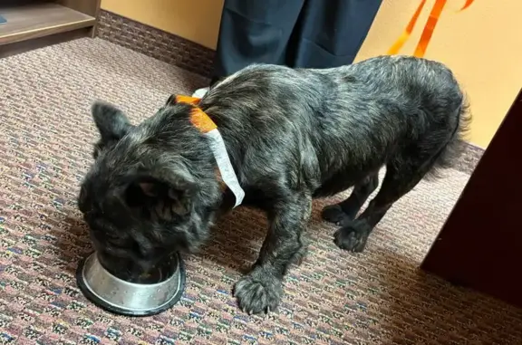 Lost and found pets Houston, photo: Found dog, Gessner & Westpark, Houston - male black bulldog/Frenchie-type, no collar or tags