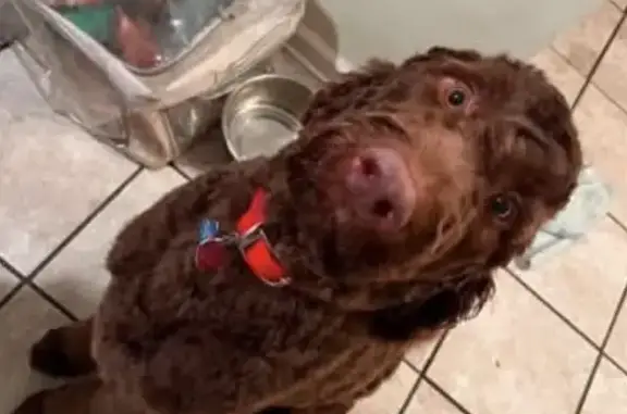 Lost dog, Drive 561, 114, Shannon, Tupelo - male, red collar - photo