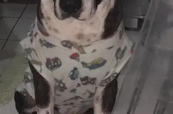 Encontrado cachorro macho, André da Cunha Fonseca - Vila Nova Utinga, São Paulo - SP - porte grande, amoroso e brincalhão - photo