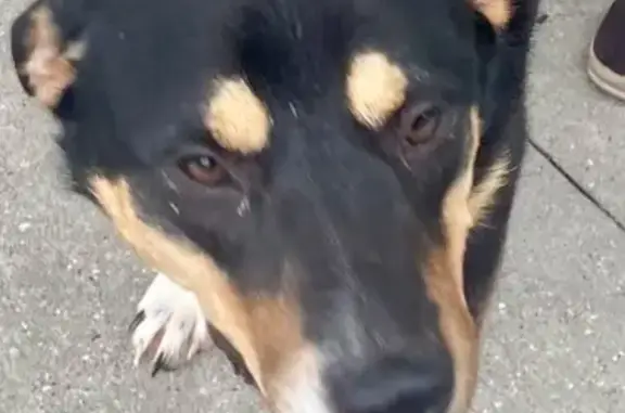 Found dog, 11th Street, 813, H...