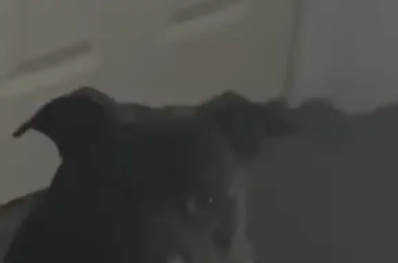 Lost dog, Drexelbrook Drive, 4804, Drexel Hill - male pit bull - photo