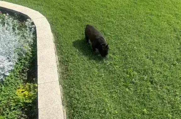 Lost and found pets Tulsa, photo: Found dog, East 47th Place, 5847, Tulsa - black female French bulldog