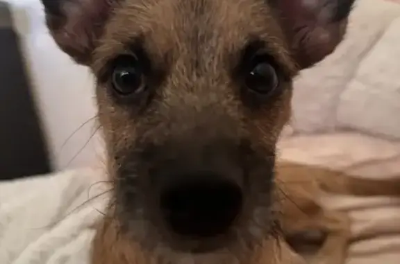 Lost dog, Hiahia Loop, Waipahu - friendly small golden brown dog with a white beard-like face - photo