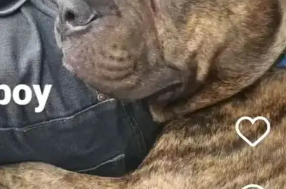 Lost and found pets Phoenix, photo: Lost dog, Phoenix, Arizona - male, microchipped service animal
