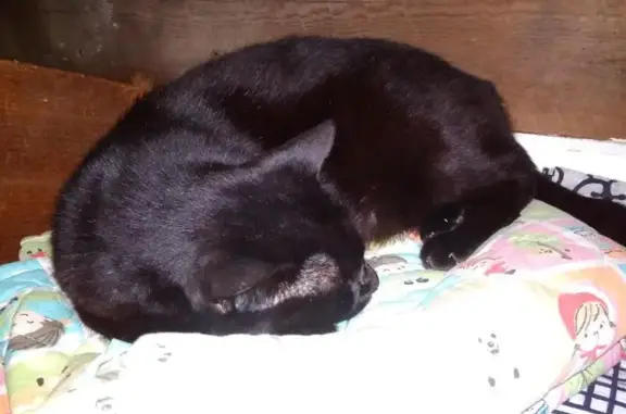 Chat perdu femelle, Résidence Crespy 2, 1, Talence - noire, très maigre - photo