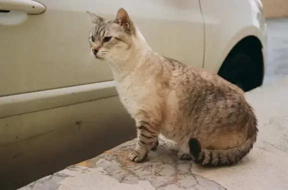Perdido gato hembra, Buenavista, 3, Busot, El Campello — siamesa blanca con chip - photo