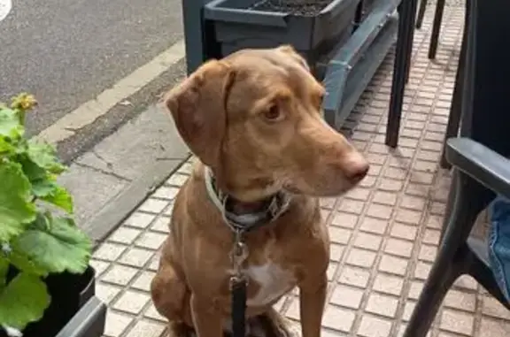 Color canela, talla mediana, sólo lleva collar antiparasitario. Perro tranquilo pero puede ser huidizo. Escapó de casa por una ventana. Lleva fuera desde las 12 h del 4-06-2026