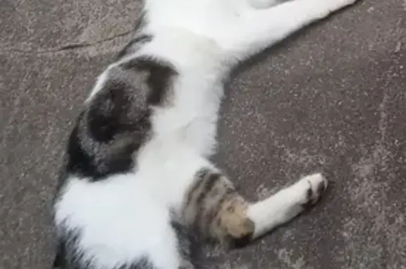 Perdu chat mâle, Rue Emile Thomas, Réhon, Lyon — blanc et gris avec tache au nez - photo