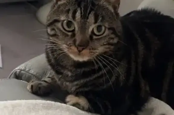 Chat perdu mâle, Place des Alpes, 3, Massy - photo