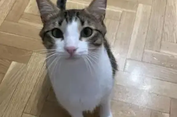 Búsqueda de mascotas, foto: Perdido gato macho, Calle Sierra del Sabiñar, 4, Villa de Vallecas - de gran tamaño y castrado
