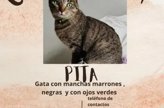 Gatos perdidos, Delicias, foto: Perdido gato hembra, Calle de Quinto de Ebro, 6, Delicias — ojos verdes