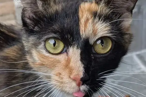 Lost and found pets Columbia, photo: Found cat, West Columbia, Columbia - sweet mom with facial marks