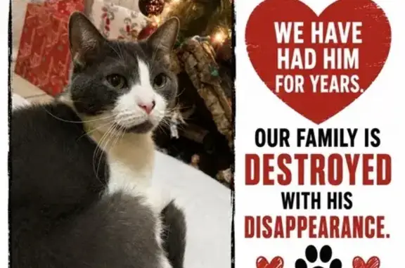 Lost and found pets Hialeah, photo: Lost cat, Northwest 64th Avenue, 17200, Hialeah
