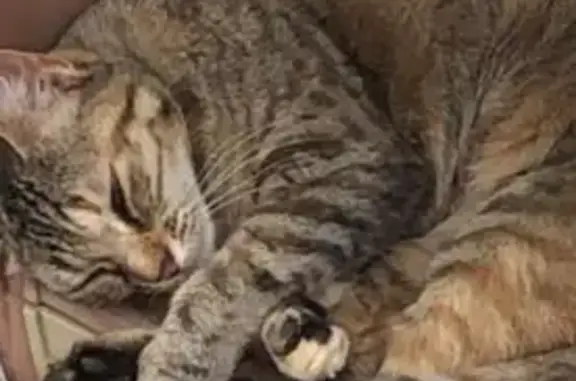 Perdu chat femelle, Rue de la Charité, 5, Angoulême, Paris - photo