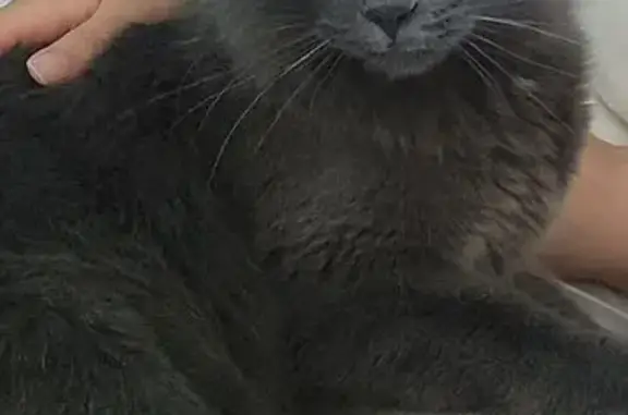 Lost and found pets Evans, photo: Lost cat, Central Street, 4010, Evans, Louisville - male