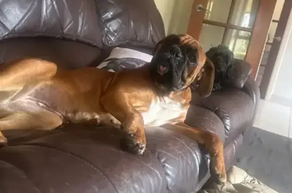 Lost dog, Telopea Road, 4B, Wingecarribee, Hill Top - female, red with black mask and white chest - photo