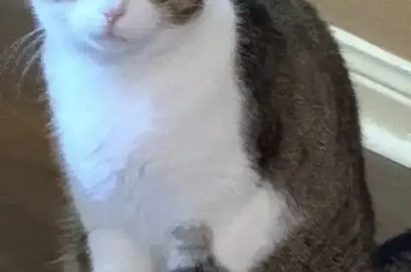 Lost cat, Porter Meadow Lane, Houston - indoor, very calm female - photo