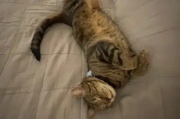 Missing cat Male, Westfield (usl539130) - photo
