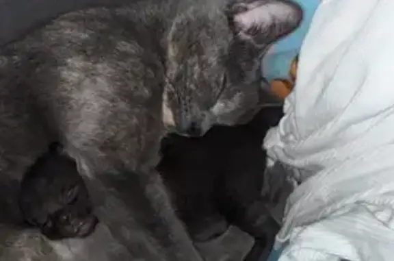 Lost cat, Blackstone Street, Bellingham, Cochituate - female - photo