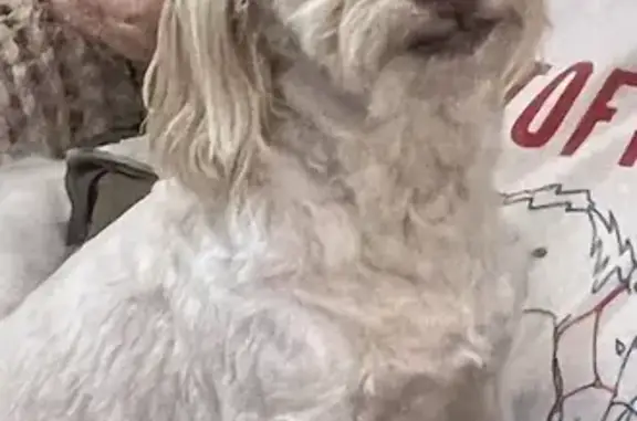 Lost dog, Silo Road, 5130, Durant - female, small with white curly hair - photo