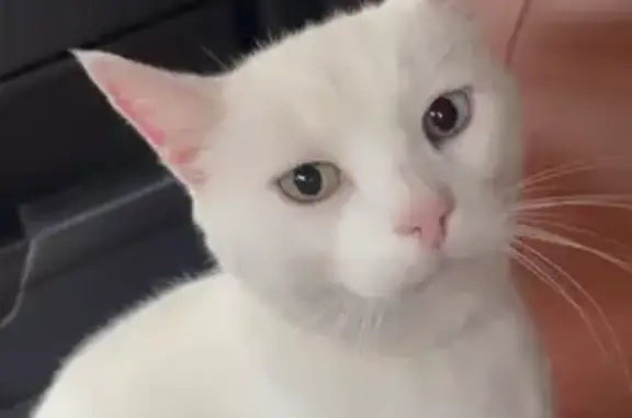 Lost and found pets Pearl, photo: Lost cat, Jennifer Drive, 2672, Pearl - male, one blue eye and one green eye