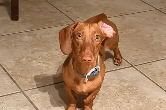 Lost dog, Arrow Rock Drive, 11528, El Paso, Dallas - female, without collar, greenish-yellow eyes - photo