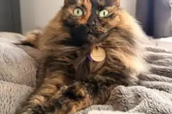 Lost cat, Pinney Hill Road, 70, Willington - female tortoiseshell long-haired cat with purple collar - photo