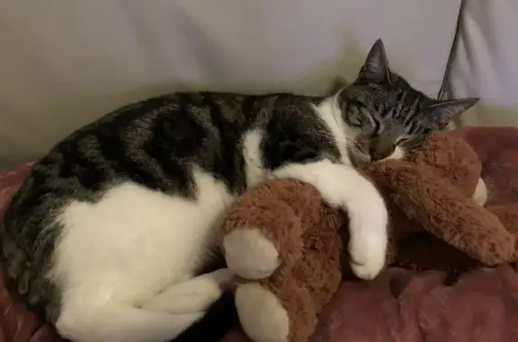 Missing cat Para Hills, photo: Lost cat, Derrilin Road, 13, Salisbury, Para Hills - tabby, green eyes