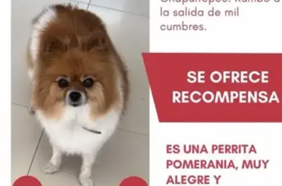 Perdido perro hembra, Avenida Lázaro Cárdenas, Morelia, Ciudad Lopez Mateos - pomerania chiquita y flaquita - photo