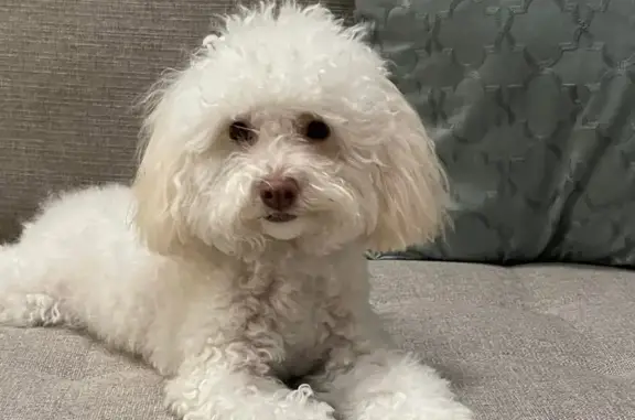 Missing dog San Jose, photo: Lost dog, Burnham Drive, 1183, San Jose - white Maltipoo, 4 years old