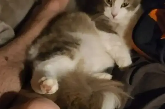 Lost cat, Milne Road, 16, Manningham, Maroondah - female, shy and timid, small, fluffy tail - photo