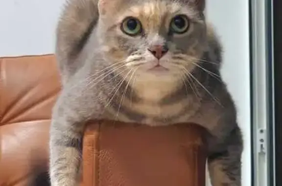 Lost cat, Lorong 24 Geylang, Hougang - female - photo