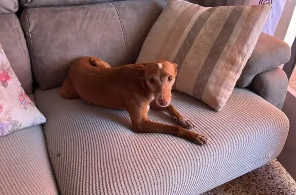 Perdido perro hembra, Plaça del Doctor Robert, 1, Sabadell - podenca marrón con manchita blanca en la frente - photo