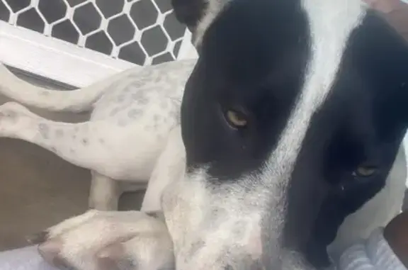 Lost pets Adelaide, photo: Lost dog, Gage Street, 26, Adelaide - male, black spots