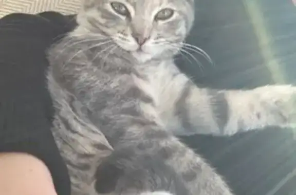 Chat perdu femelle, Chemin de la Carreirade d'Allauch, Aubagne - tigrée grise et blanche, tatouée et pucée - photo