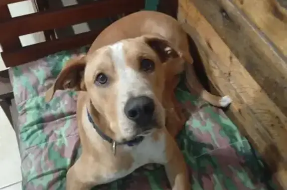 Encontrado cachorro macho, Rua...