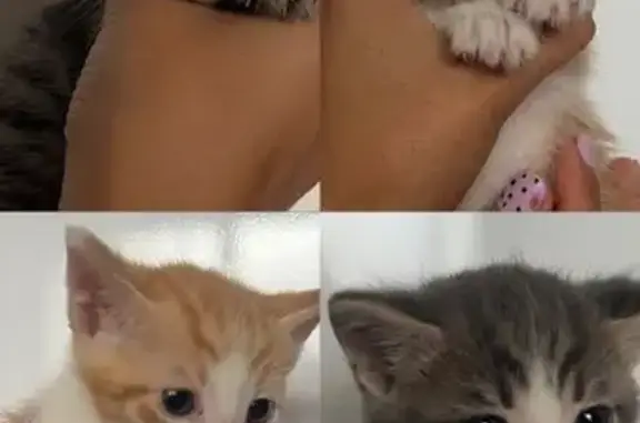  necesito encontrarles una familia no los puedo tener en casa Estos hermosos bebés están buscando una familia que los quiera y cuide para toda la vida. Son 4 gatitos muy tiernos, juguetones y curiosos: * Dos naranjitas y blancos. * Un atigradito marrón. * Un atigradito con patitas blancas.