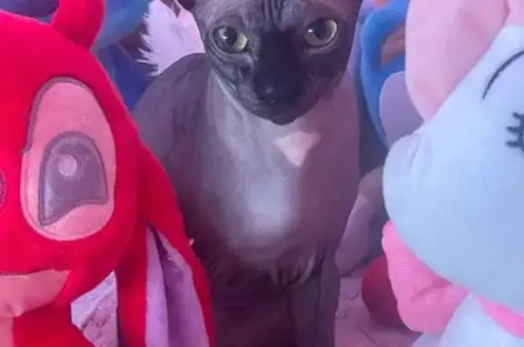 Perdido gato hembra, Carrer de Vilafranca del Penedès, 19, Zaragoza - ojos verdes y mancha rosa en el cuello - photo