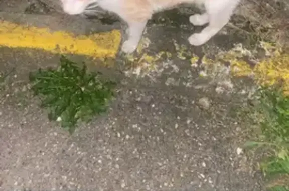 Animaux trouvés Mérignac, photo: Chat trouvé, Rue Séguineau, 59, Mérignac - chat roux très sociable et très maigre