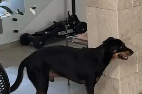 Perdido perro macho en Mayakoba, Playa del Carmen, Quintana Roo - solo tiene 3 patas - photo