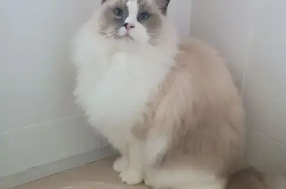 Búsqueda de mascotas, foto: Perdido gato macho, Parla, Comunidad de Madrid, Madrid — ragdoll, muy nervioso