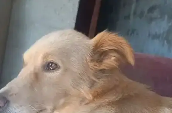 Perdido cachorro fêmea, Avenid...