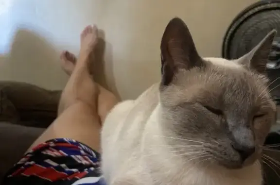 Perdido gato fêmea, Rua Doze de Outubro, Rio Grande do Sul - castrada e mansinha - photo