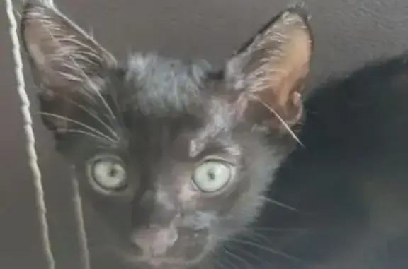 Lost cat, Hougang Avenue 8, 468, Serangoon — male black Abyssinian kitten - photo