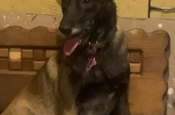 Perdido perro hembra, Hacienda Torrecillas, San Juan del Río, San Juan del Rio - pastor belga negra - photo